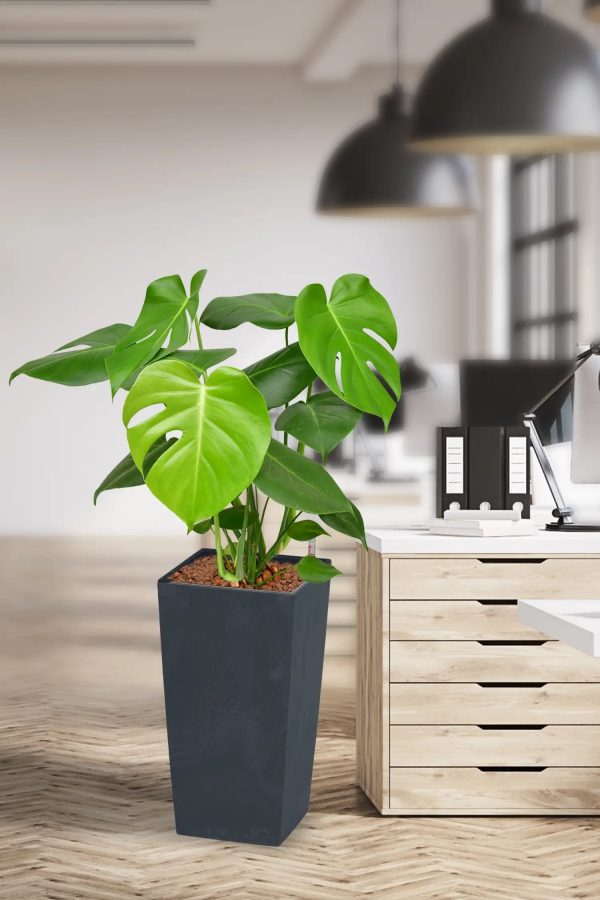 Hydro XL Büropflanze Monstera Betonoptik hohe Vase Online