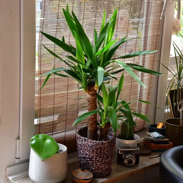 Yucca Palme Schn?ppchen – Bild 2