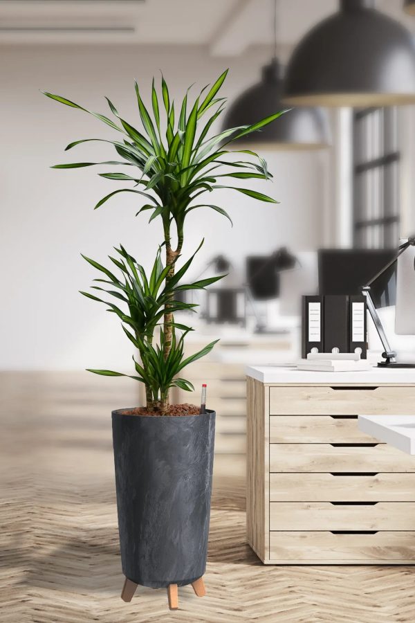 Hydro XL Büropflanze Rikki in Betonoptik Vase Im Angebot