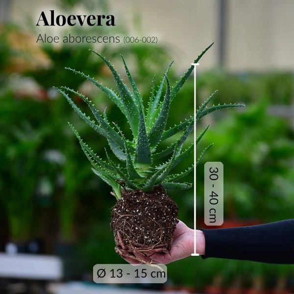 Aloe Aborescens Zu verkaufen – Bild 3