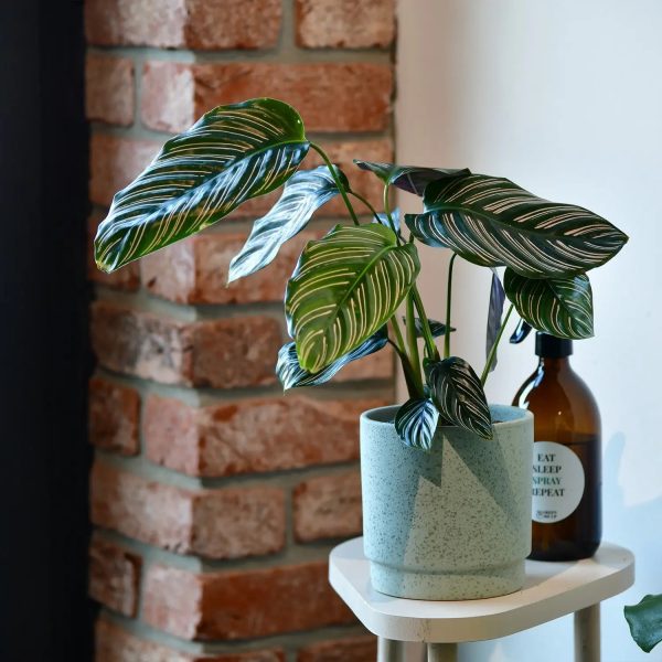 Calathea Ornata Pink Im Angebot – Bild 2