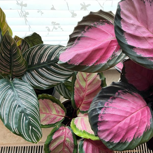 Calathea in Pink Im Angebot – Bild 3