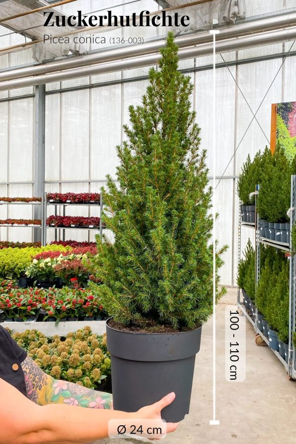 Großer Weihnachtsbaum im Topf, 100-110cm Online-Schn?ppchen – Bild 4