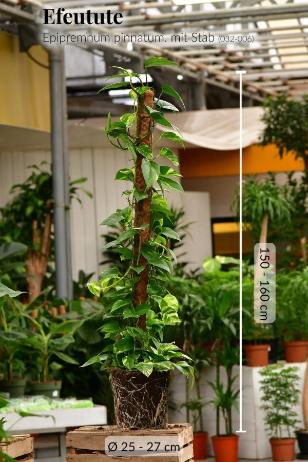 Premium XXL Efeutute am Stab 150-160cm Zu verkaufen – Bild 3