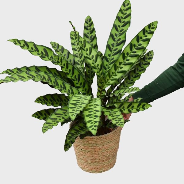 Calathea Lancifolia Online-Schn?ppchen