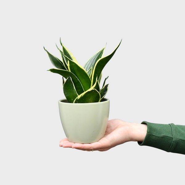 Babypflanze Sansevieria Schwiegermutterzunge Rabatt