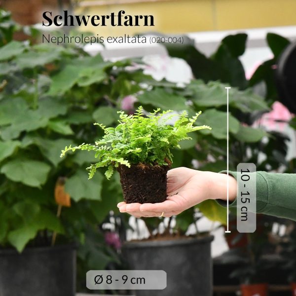 Babypflanze Schwertfarn Schn?ppchen – Bild 2
