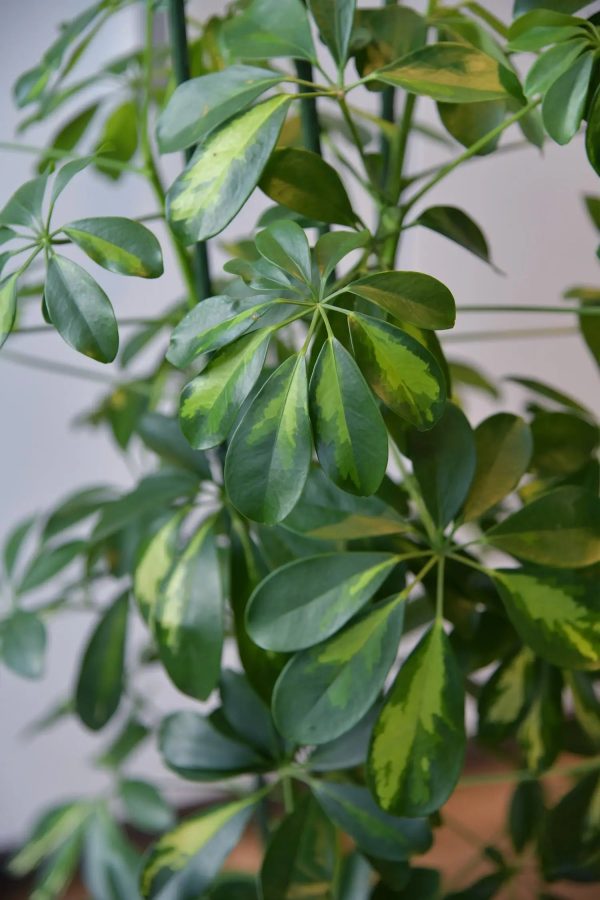 Hydro XXL Schefflera Gold Capella am Stab, 120-130cm Online-Schn?ppchen – Bild 2