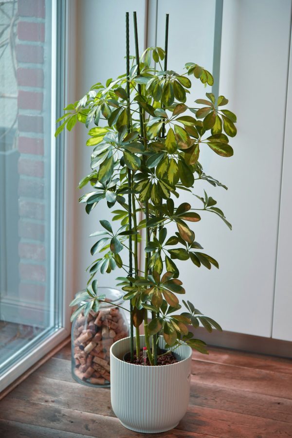 Hydro XXL Schefflera Gold Capella am Stab, 120-130cm Online-Schn?ppchen – Bild 3