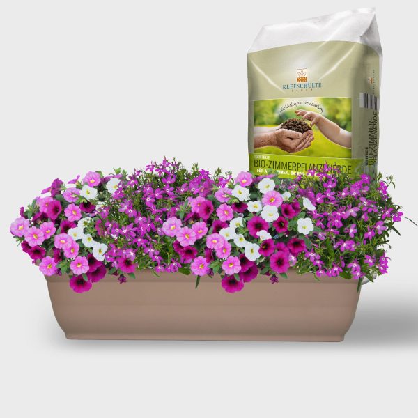 Balkonkasten Set Rosa Sommerblumen Traum Verkauf