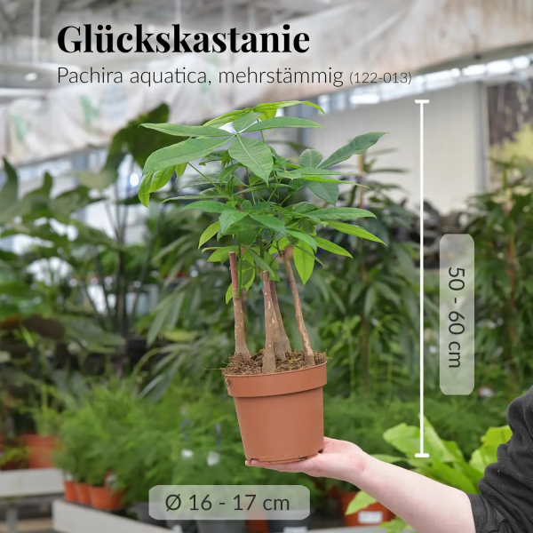 Glückskastanie mit mehreren Stämmen Im Angebot – Bild 5