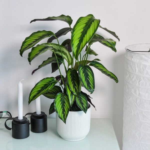 Calathea Beauty Star Schn?ppchen – Bild 2