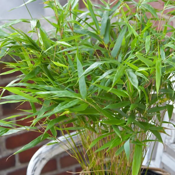 Balkon-Bambuspflanze Boo Online – Bild 2