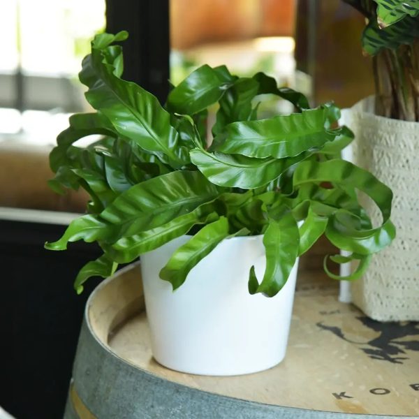 Keramiktopf Lina 14cm Angebot – Bild 5