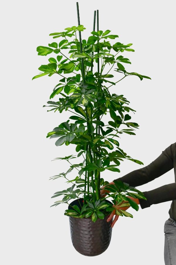 Hydro XXL Schefflera Gold Capella am Stab, 120-130cm Online-Schn?ppchen