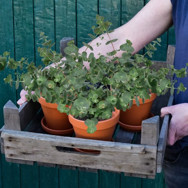 3er Box Duftender Eukalyptus Zu verkaufen