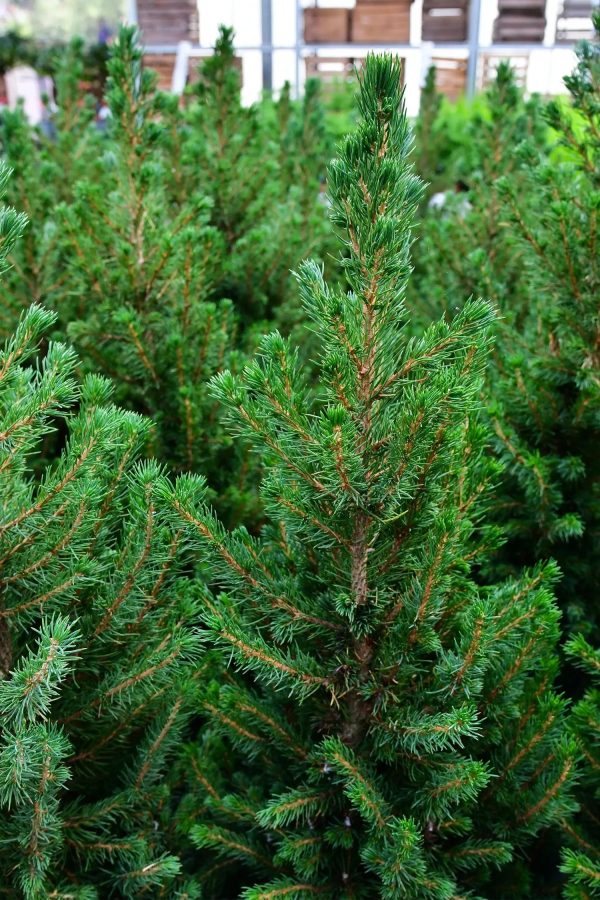 Großer Weihnachtsbaum im Topf, 100-110cm Online-Schn?ppchen – Bild 3