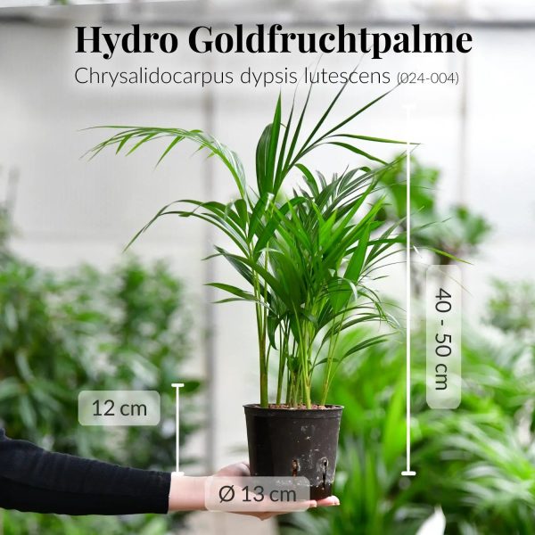 4er Box Hydro Katzentraum Jetzt online – Bild 4