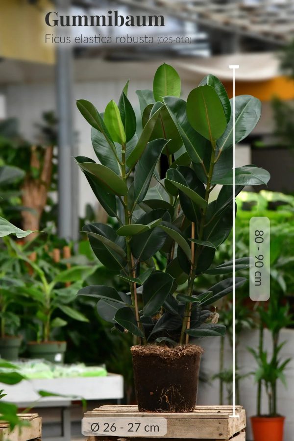 Großer Gummibaum, 90cm Rabatt – Bild 3