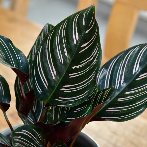 Calathea in Pink Im Angebot – Bild 4