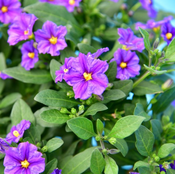 Enzian Bäumchen Solanum rantonnetii Im Angebot – Bild 2