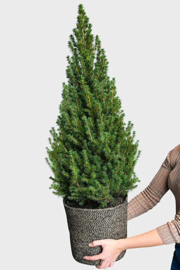 Großer Weihnachtsbaum im Topf, 100-110cm Online-Schn?ppchen