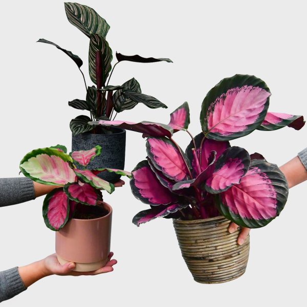 Calathea in Pink Im Angebot
