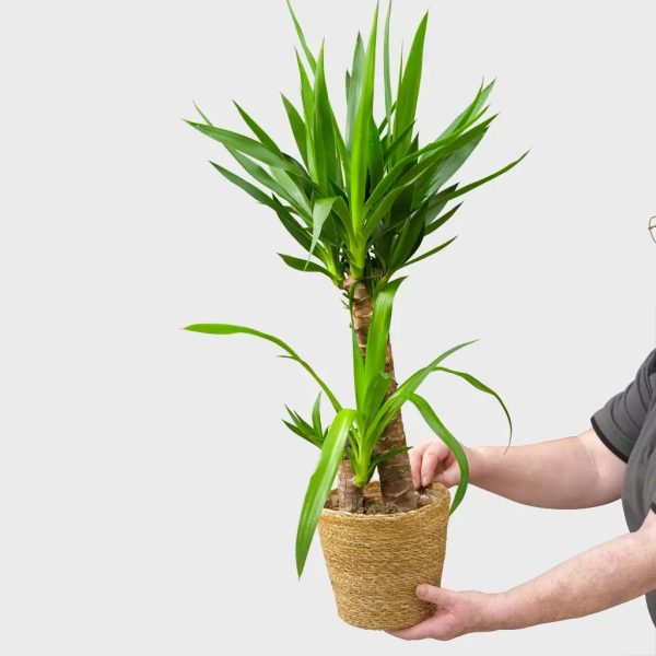 Yucca Palme Schn?ppchen