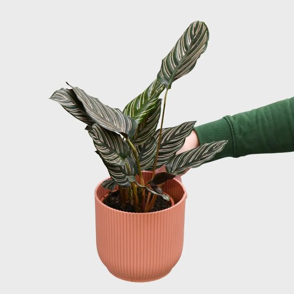 Calathea Ornata Pink Im Angebot – Bild 3