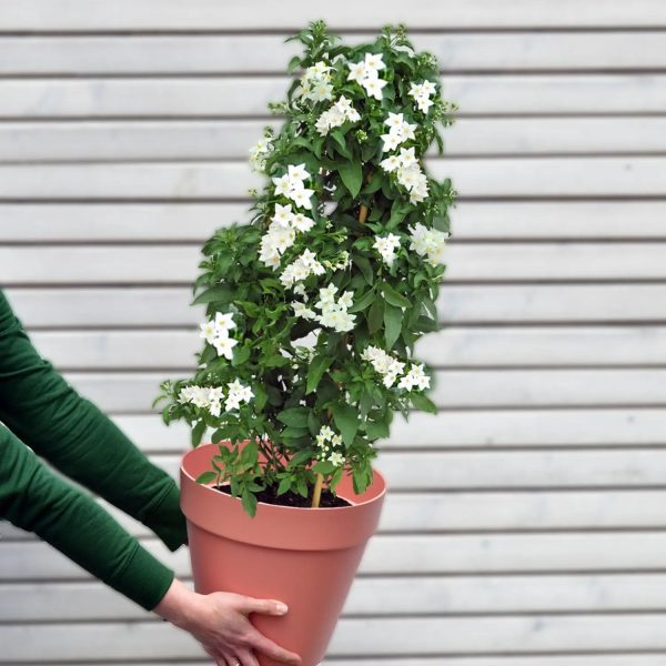 Weißer Sommerjasmin am Rankgitter Rabatt