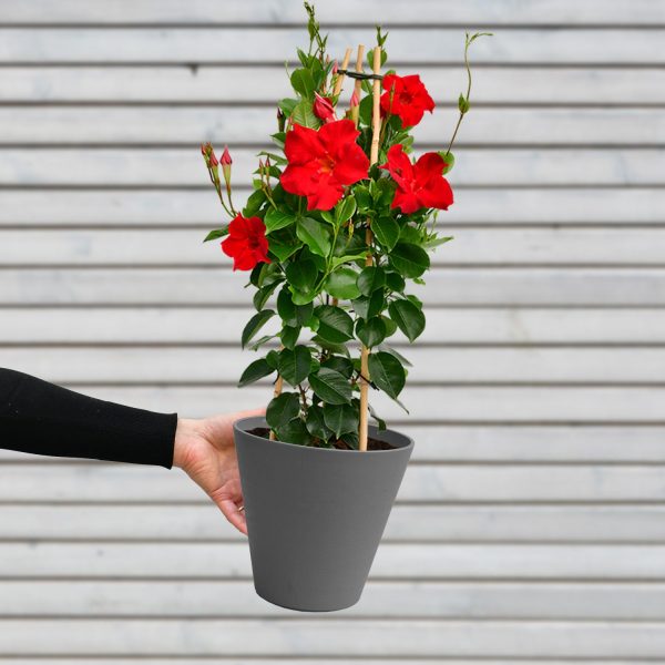 Mandevilla Roja Schn?ppchen