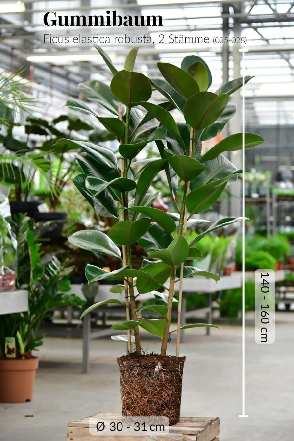 Palettenset Ficus: 6XXL Büropflanzen in Keramiktöpfen Rabatt – Bild 5