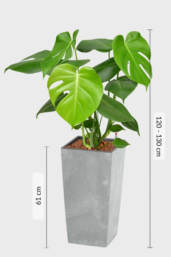 Hydro XL Büropflanze Monstera Betonoptik hohe Vase Online – Bild 4