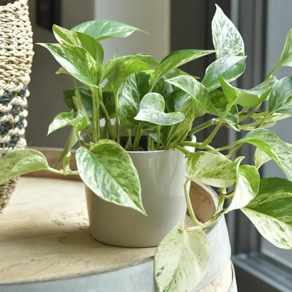 Keramiktopf Lina 14cm Angebot – Bild 3