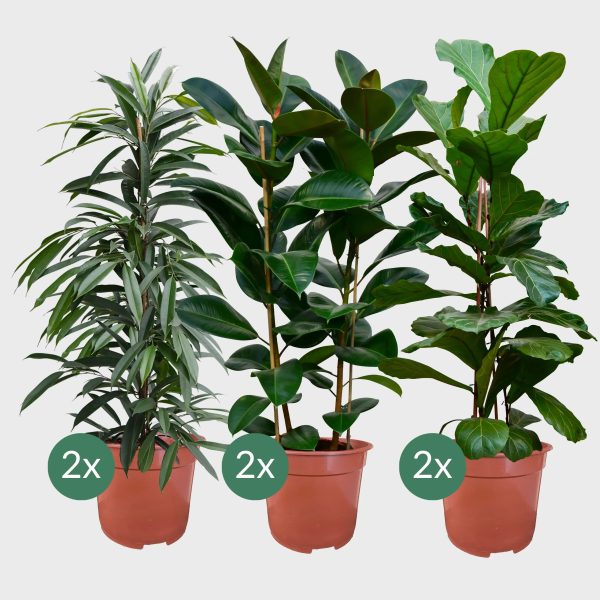 Palettenset Ficus: 6XXL Büropflanzen in Keramiktöpfen Rabatt – Bild 2