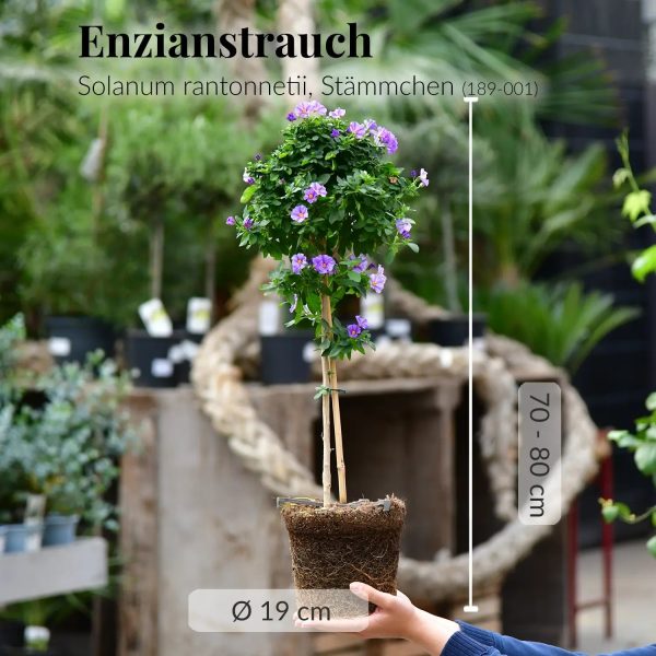 Enzian Bäumchen Solanum rantonnetii Im Angebot – Bild 3