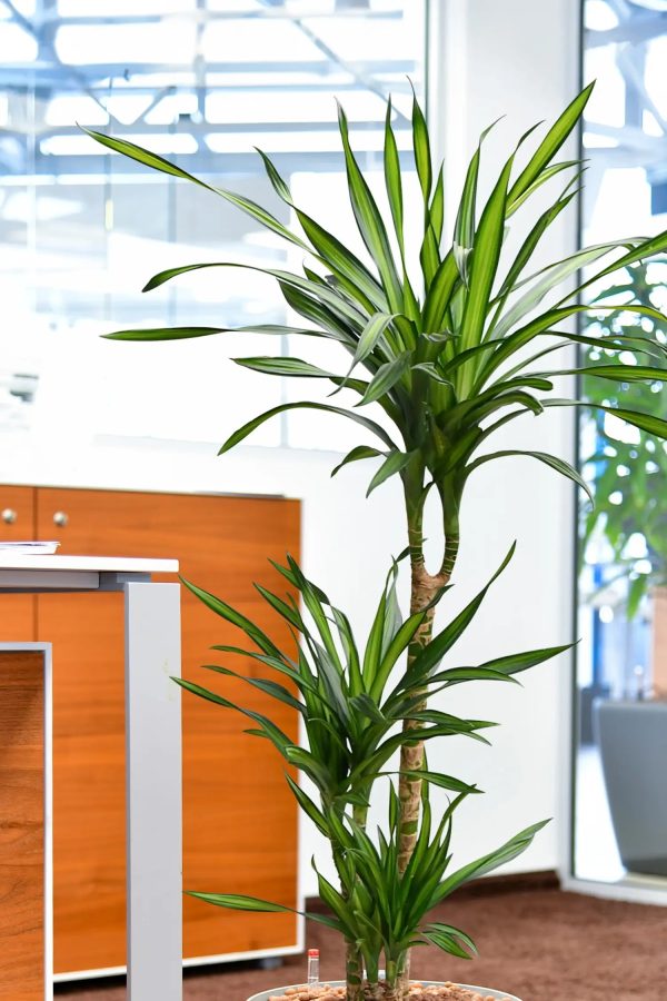 Hydro XL Büropflanze Rikki in Betonoptik Vase Im Angebot – Bild 2
