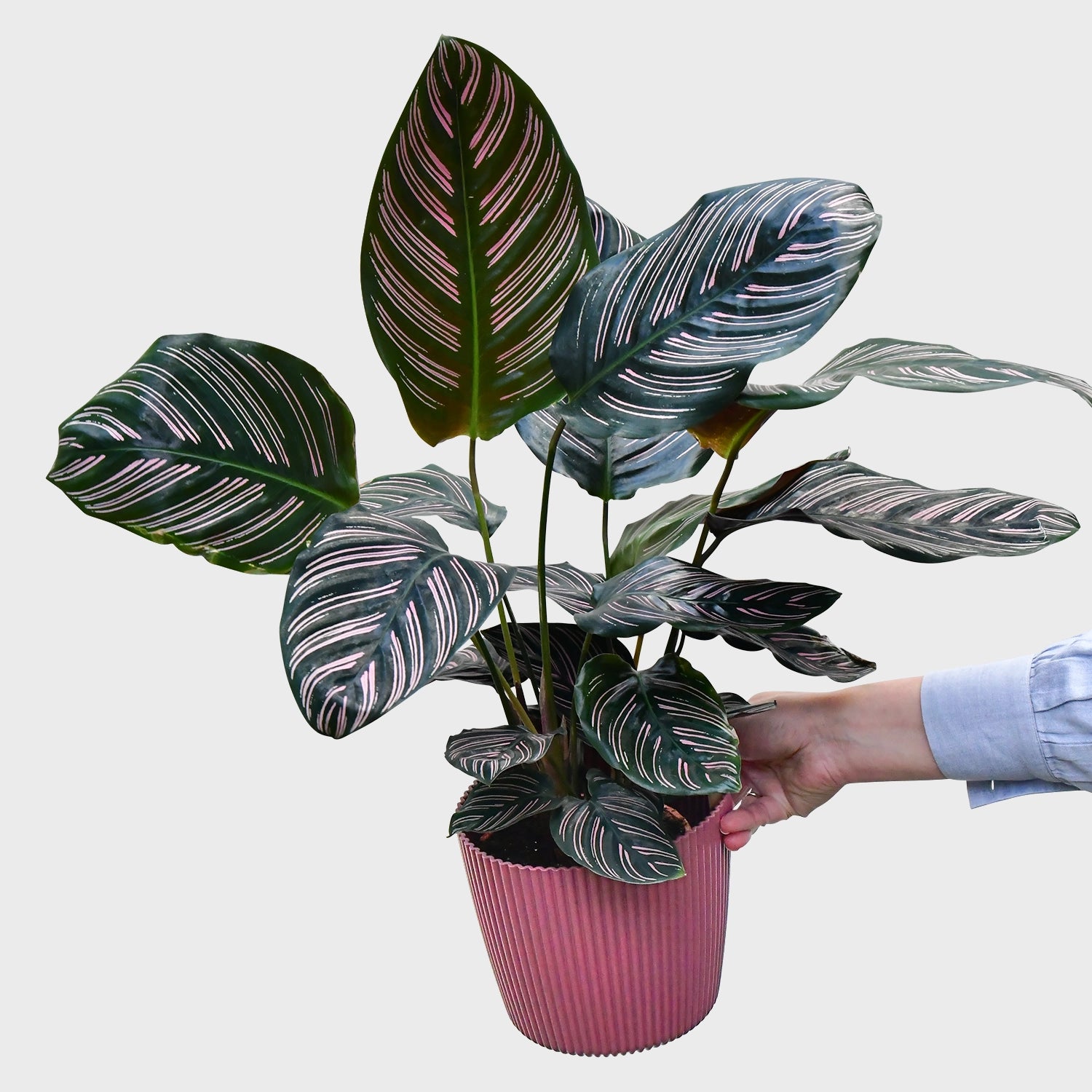 Calathea Ornata Sandrine Angebot