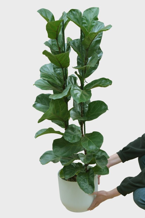 Hydro XXL Geigenfeige Bambino mit 2 Stämmen, 120-130cm Verkauf
