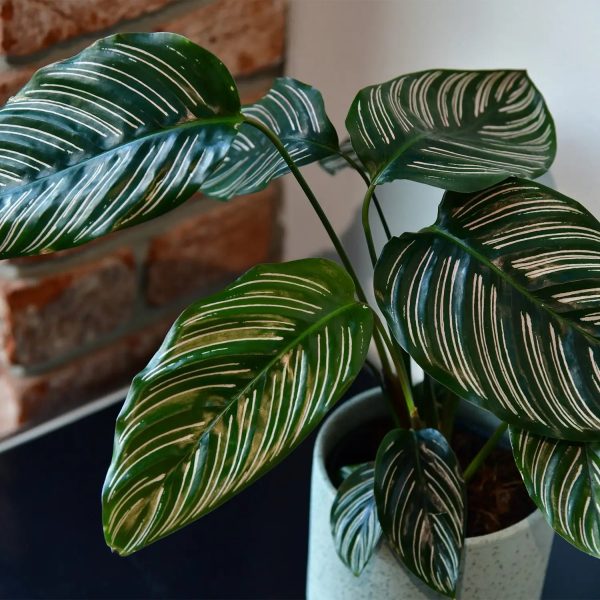 Calathea Ornata Pink Im Angebot – Bild 4