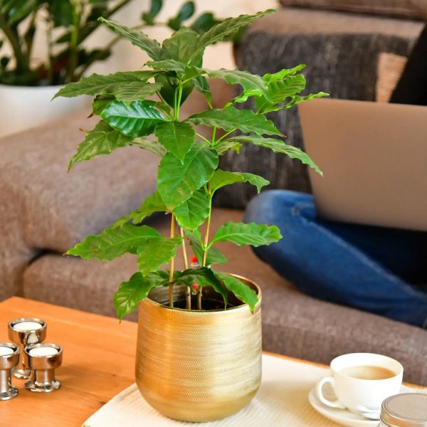 Hydro Kaffeepflanze Angebot – Bild 2