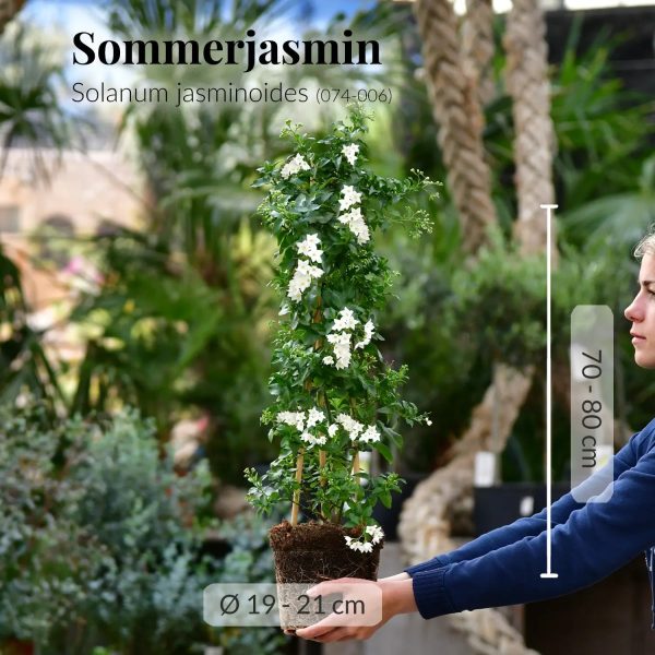 Weißer Sommerjasmin am Rankgitter Rabatt – Bild 4