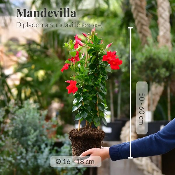 Mandevilla Roja Schn?ppchen – Bild 3