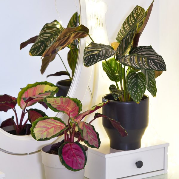 Calathea in Pink Im Angebot – Bild 2