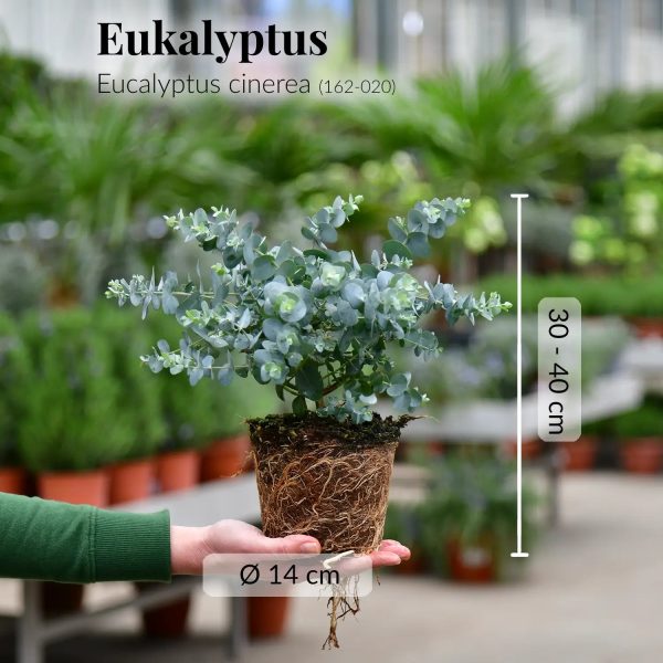 3er Box Duftender Eukalyptus Zu verkaufen – Bild 4