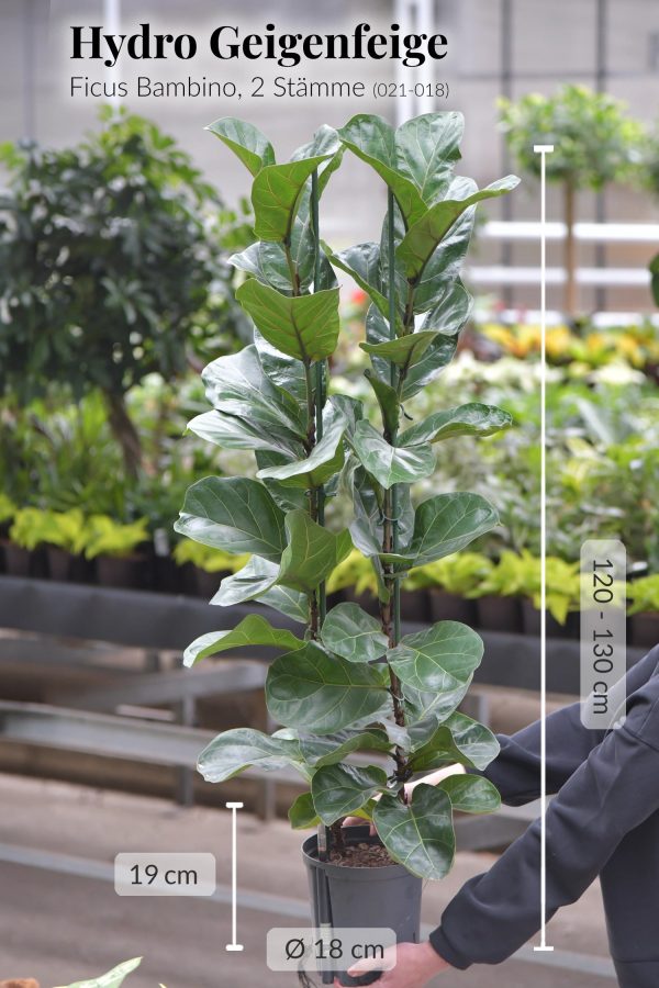 Hydro XXL Geigenfeige Bambino mit 2 Stämmen, 120-130cm Verkauf – Bild 4