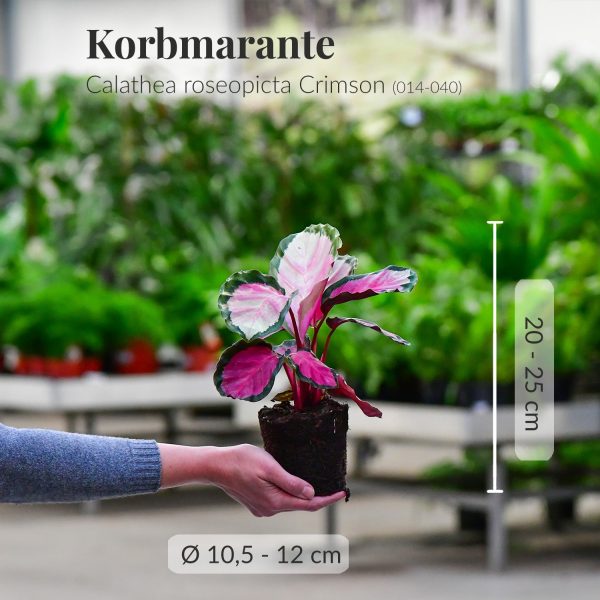 Calathea in Pink Im Angebot – Bild 5