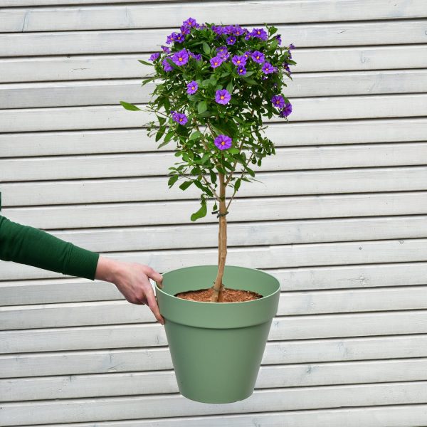 Enzian Bäumchen Solanum rantonnetii Im Angebot