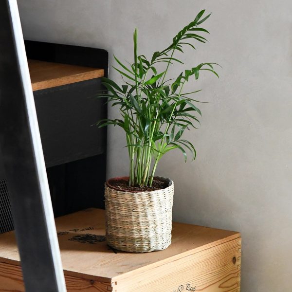 Babypflanze Bergpalme Online-Schn?ppchen – Bild 2
