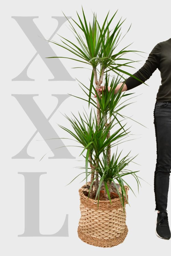 XXL Drachenbaum 140-150cm Im Angebot – Bild 2